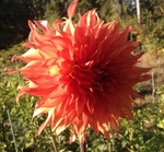 Woodland's Wildthing | New Dahlias 2014